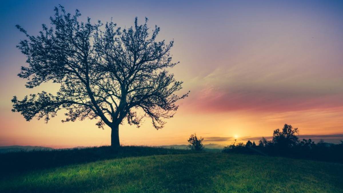 Affronte: una buona pratica, piantare alberi