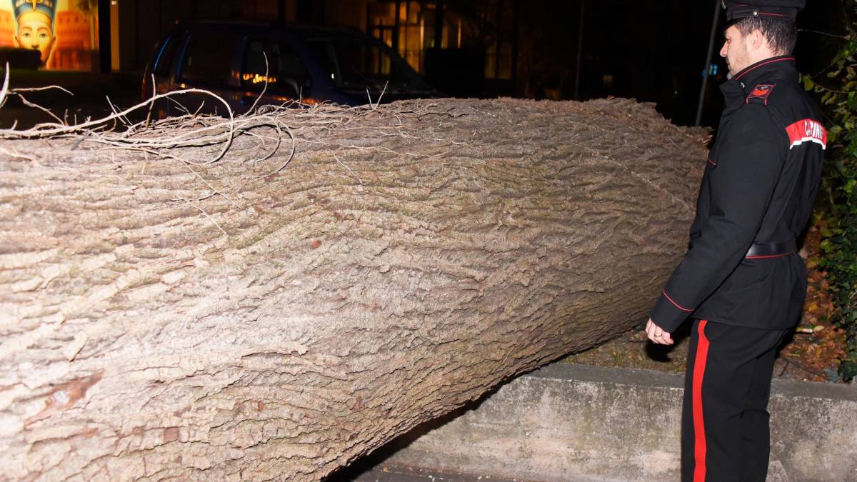 Romagna devastata dalle raffiche di vento: alberi crollati su case, auto e strade. Feriti a San Marino. Famiglie senza luce. Il fiume Montone oltre la soglia rossa