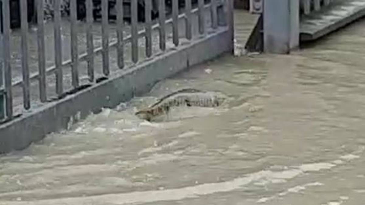 Allagamento a Villafranca di Forlì, una carpa nuota in strada - VIDEO