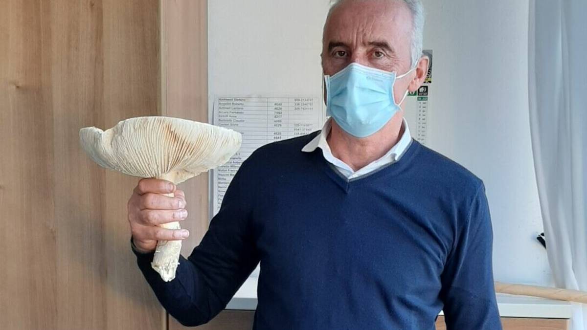 Funghi tossici e cotti male, in sei finiscono in ospedale