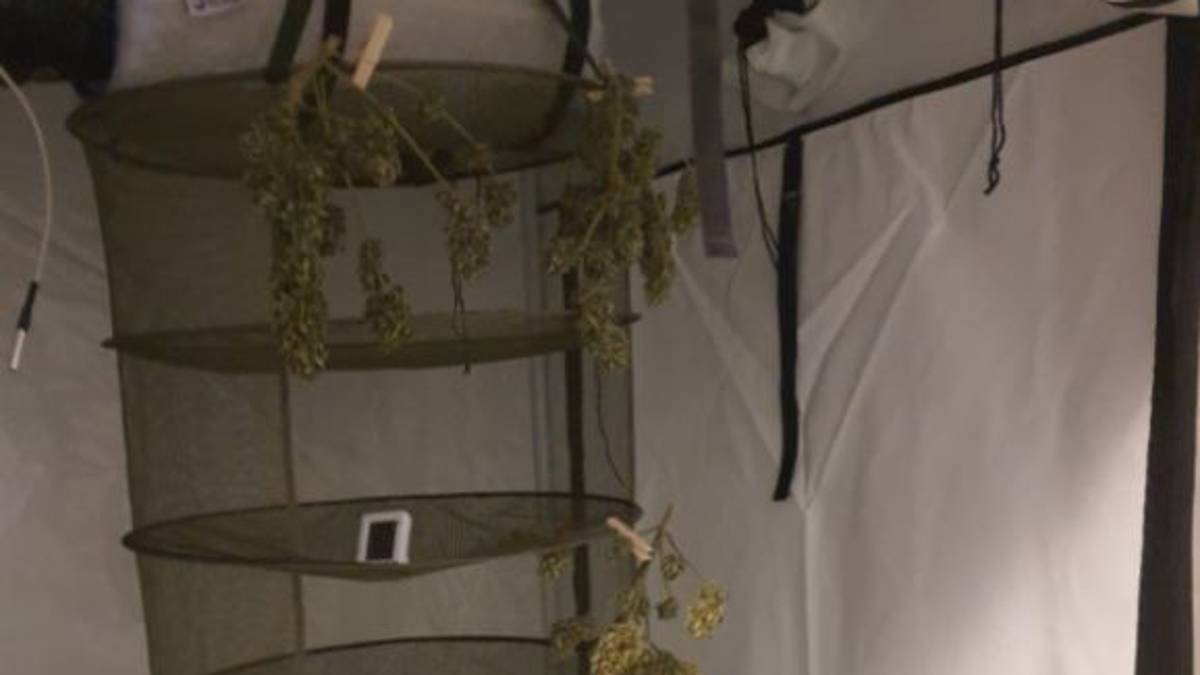 Ravenna, serra di marijuana in camera. Arrestato 35enne