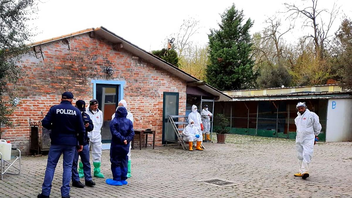 Lavezzola, aviaria in un allevamento: abbattuti 700 animali: Uno sterminio