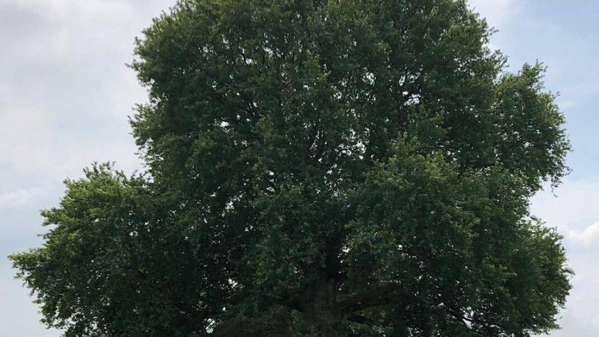 Forlì, quasi 130mila euro di contributi per il Platano di Carpinello