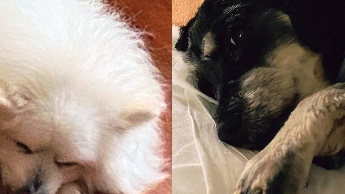 Adottati i “nonnini” inseparabili, la loro compagna era venuta a mancare