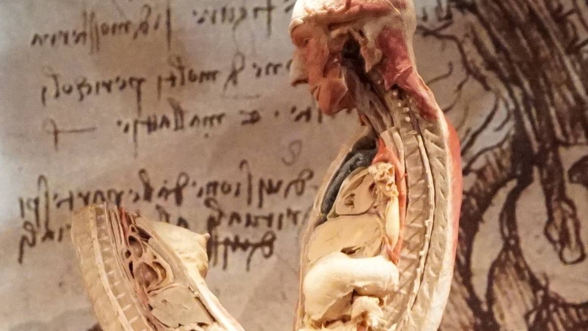 Real Bodies Experience riapre dal 5 a Bologna