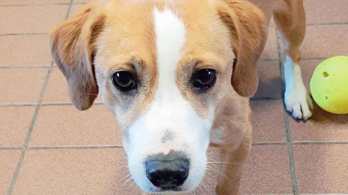 Il cane Jimmy alla ricerca di una nuova famiglia