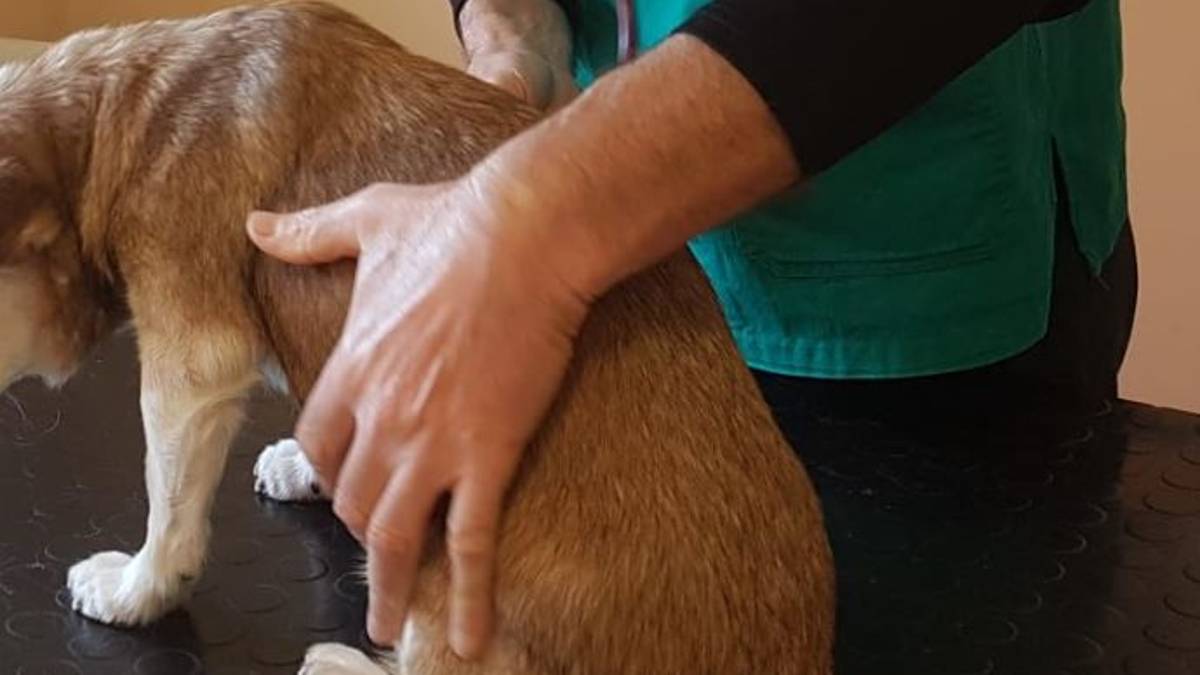 Animali maltrattati ed eutanasia non giustificata: radiato un veterinario a Ravenna