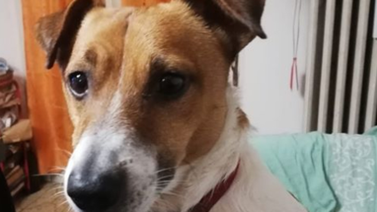 Faenza, cane gioca con un fazzoletto in strada. C'era ecstasy e muore