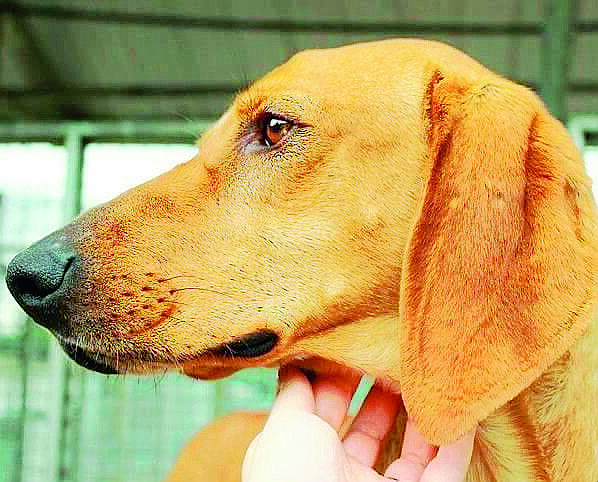 Ciko: il cane abbandonato perchè non adatto alla caccia