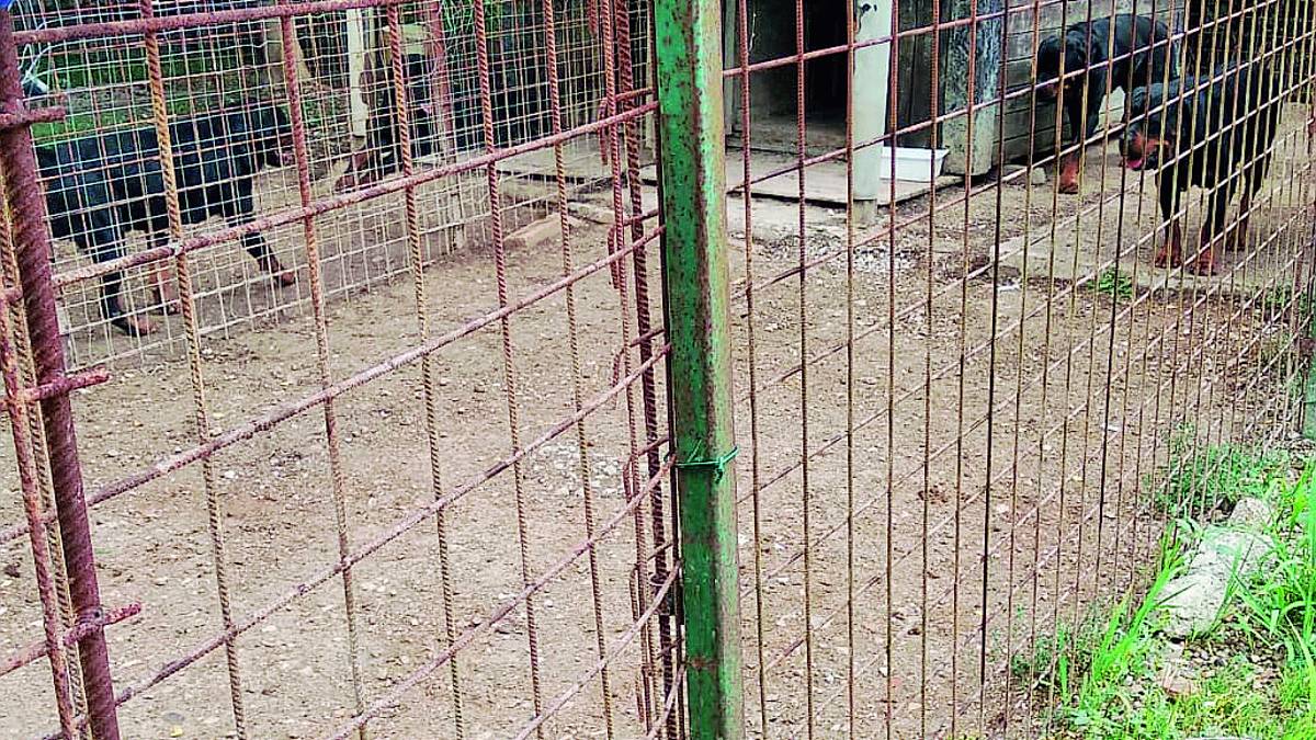 Cesena, sequestrati i rottweiler ancora chiusi a San Carlo