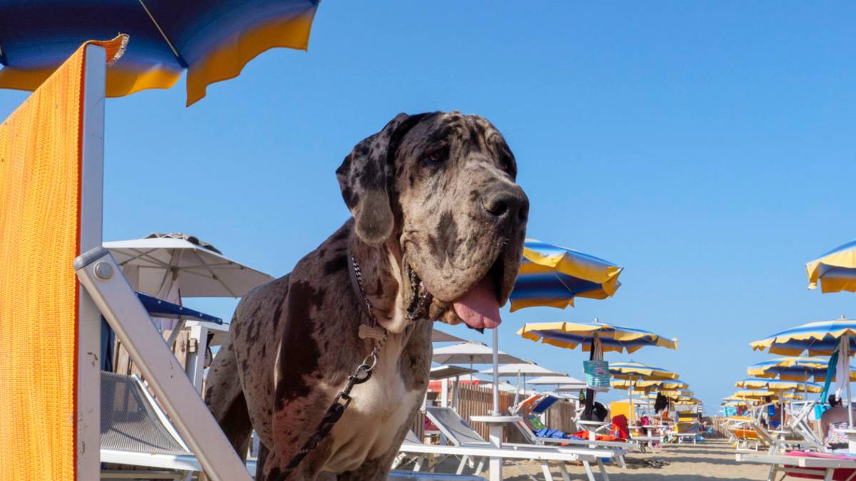 Cani in spiaggia a Rimini: ecco i punti dog friendly