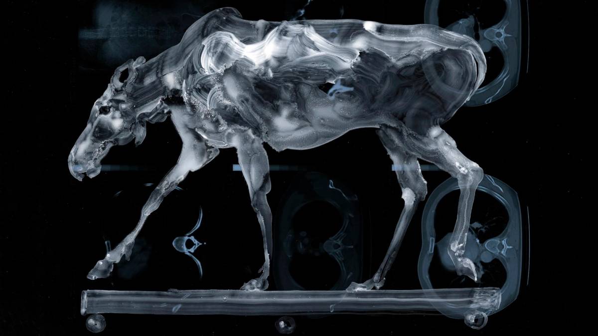 Ex Profvndis: mostra di Massimo Pulini a Fusignano - Gallery
