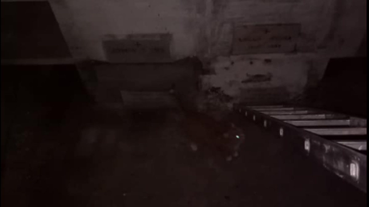 Lugo, salvato gatto caduto in un loculo del cimitero