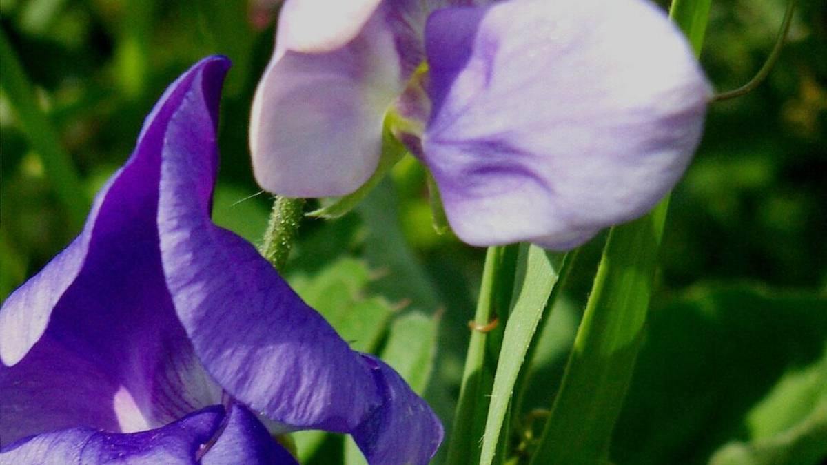 Una mostra fotografica con ingrandimenti di fiori ad Oncoematologia del Bufalini di Cesena