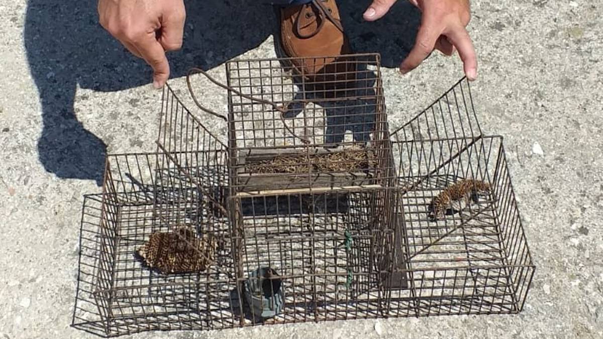 Scoperto un bracconiere a San Mauro Pascoli