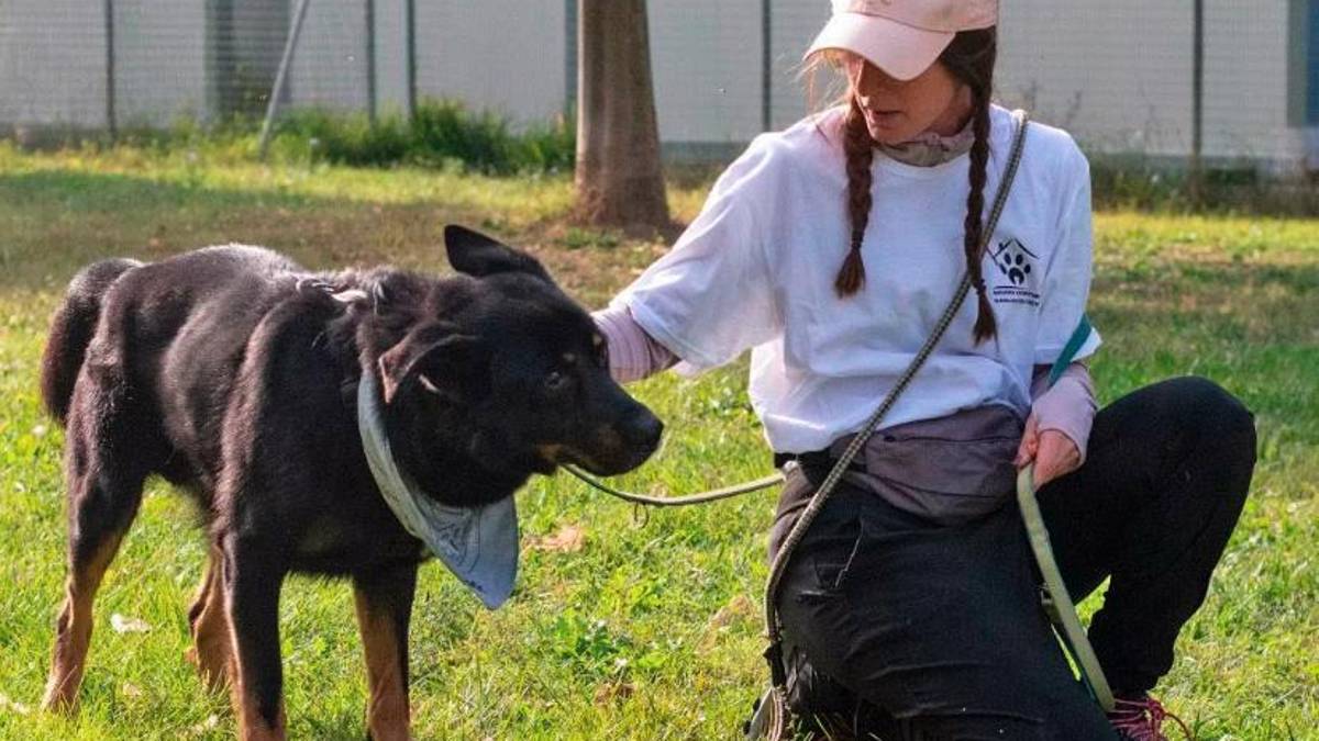 Dall’inizio dell’anno sono stati adottati 25 cani