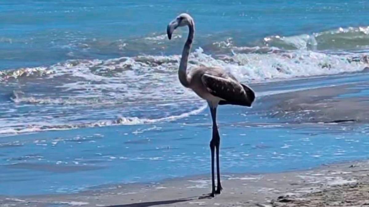 Il fenicottero sulla spiaggia