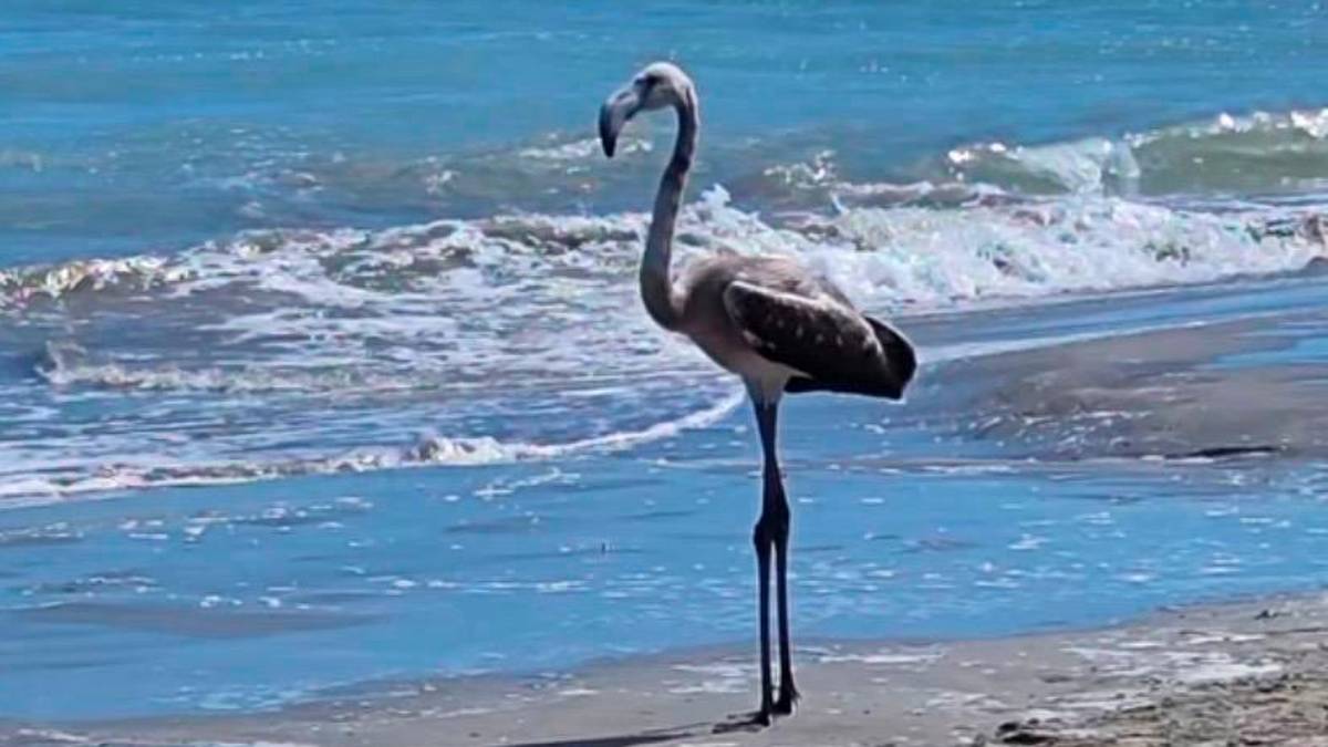 Bellaria Igea Marina, fenicottero atterra in spiaggia