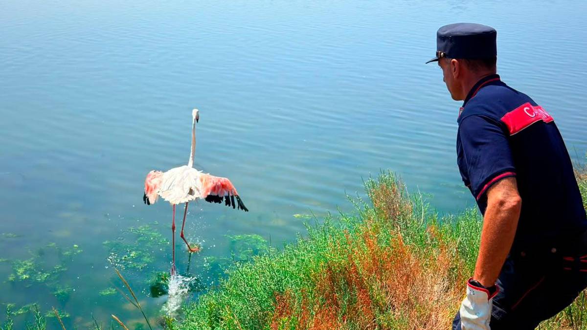 Marina di Ravenna, Carabinieri e Lipu in soccorso dei fenicotteri rosa in difficoltà. In un caso interrotto il traffico