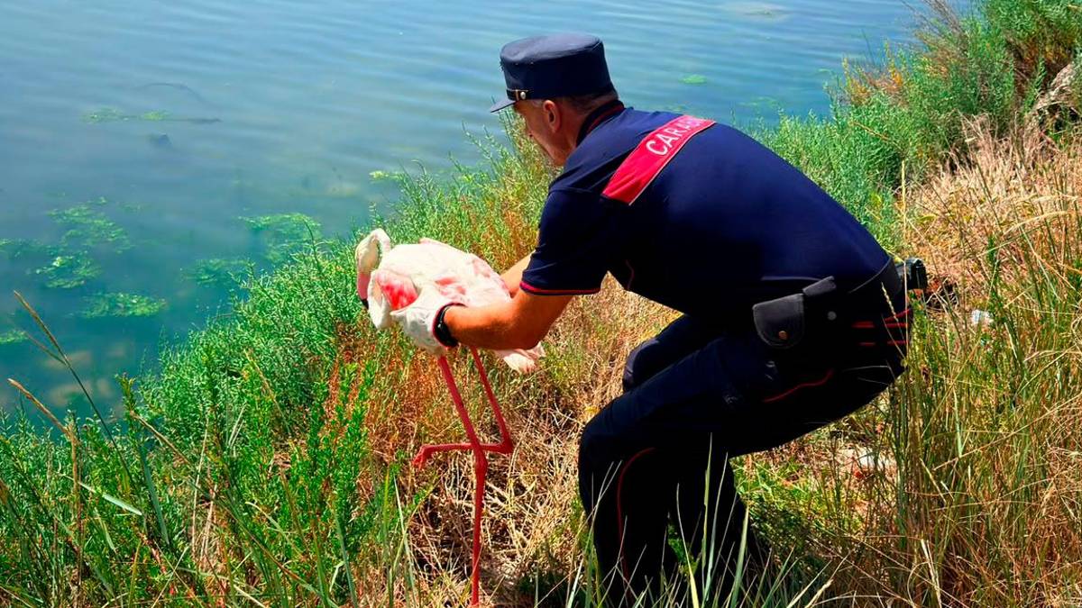 Marina di Ravenna, Carabinieri e Lipu in soccorso dei fenicotteri rosa in difficoltà. In un caso interrotto il traffico