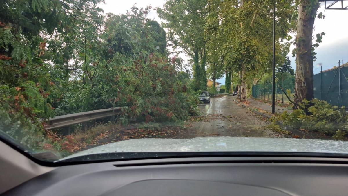 Nubifragio a Forlì: una strage di alberi e rami caduti, chiusi parchi e giardini pubblici FOTOGALLERY
