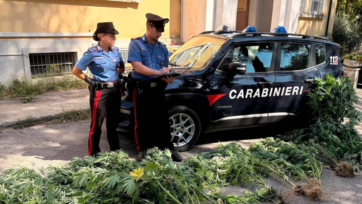 Modigliana, coltivava marijuana in giardino: denunciato pensionato di 70 anni
