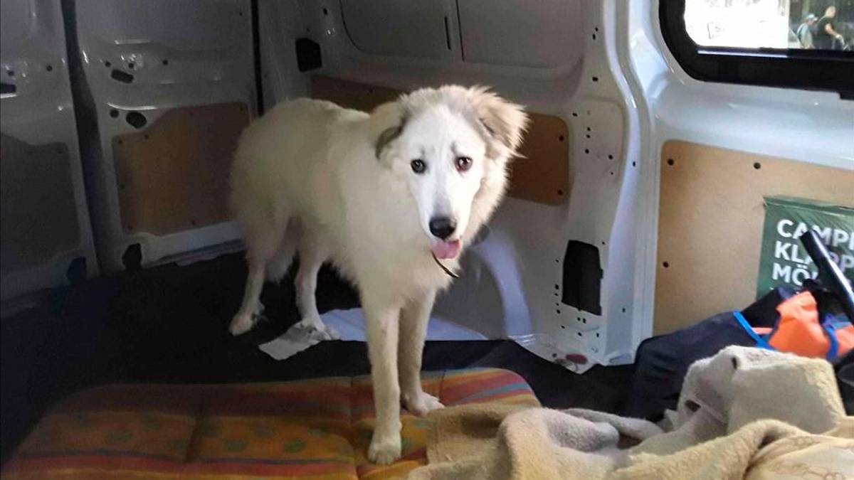 Il cane all’interno del veicolo