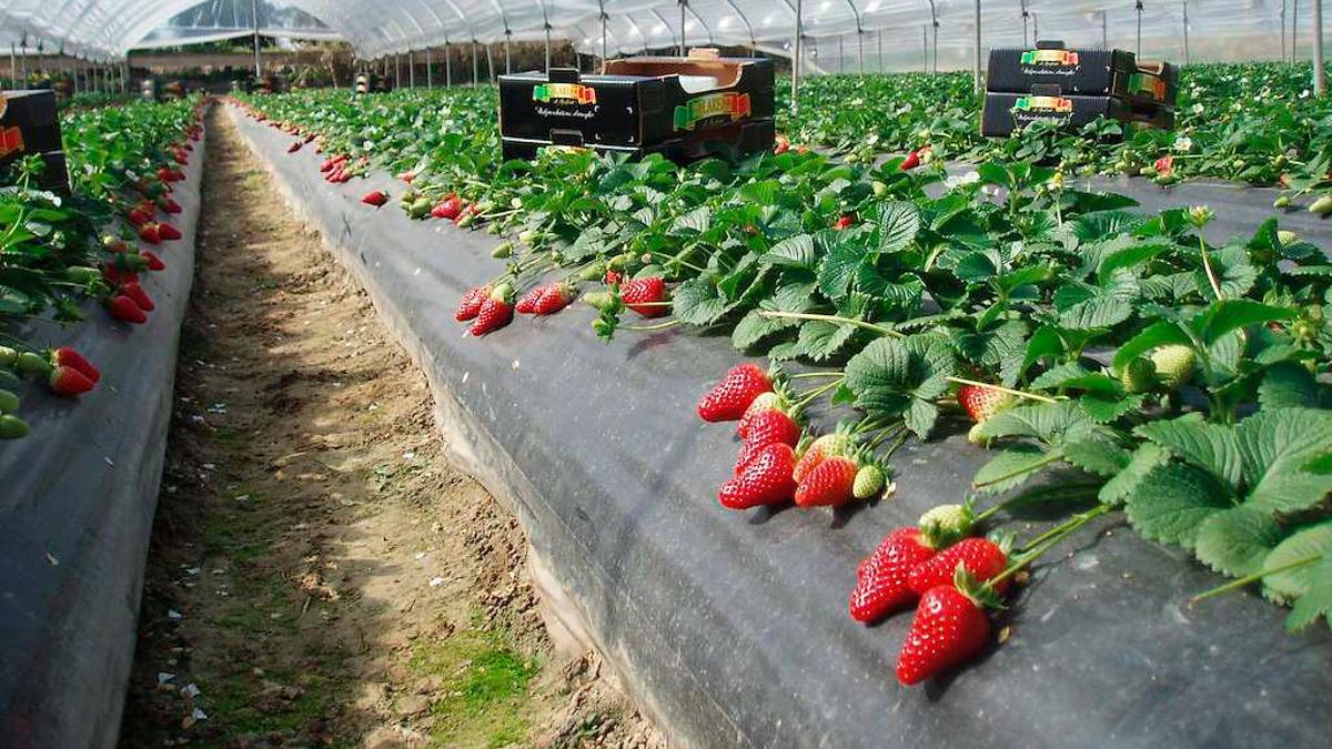 Fragole in serra