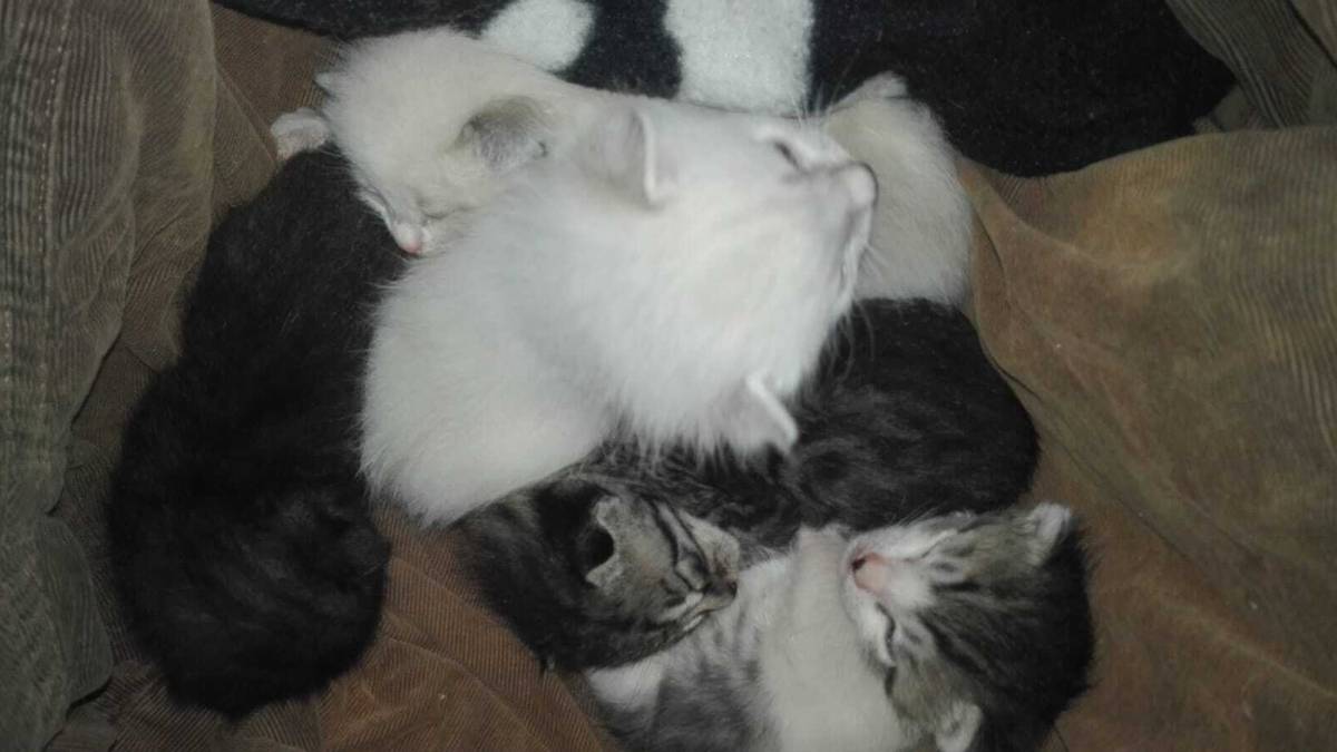 Voltana, cane a passeggio salva 5 gattini abbandonati in uno scatolone