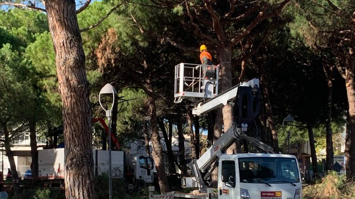 Cesenatico, è partito il piano delle potature