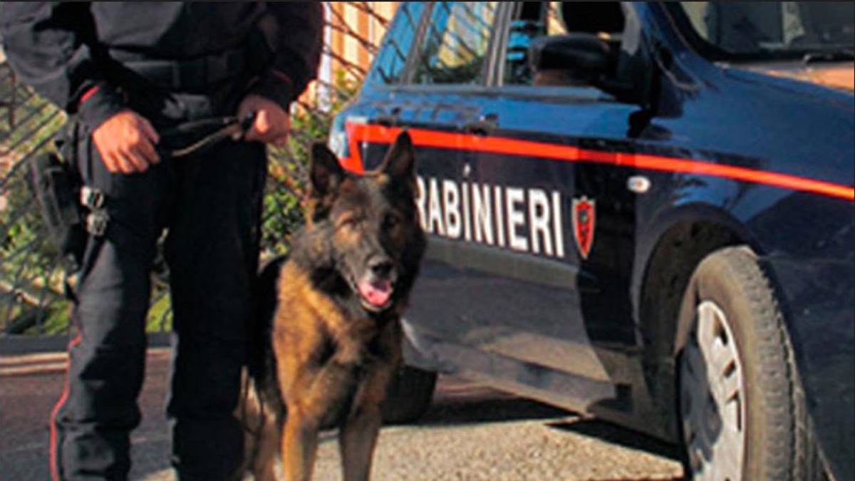 Lugo, hashish e marijuana costano la patente a tre giovani
