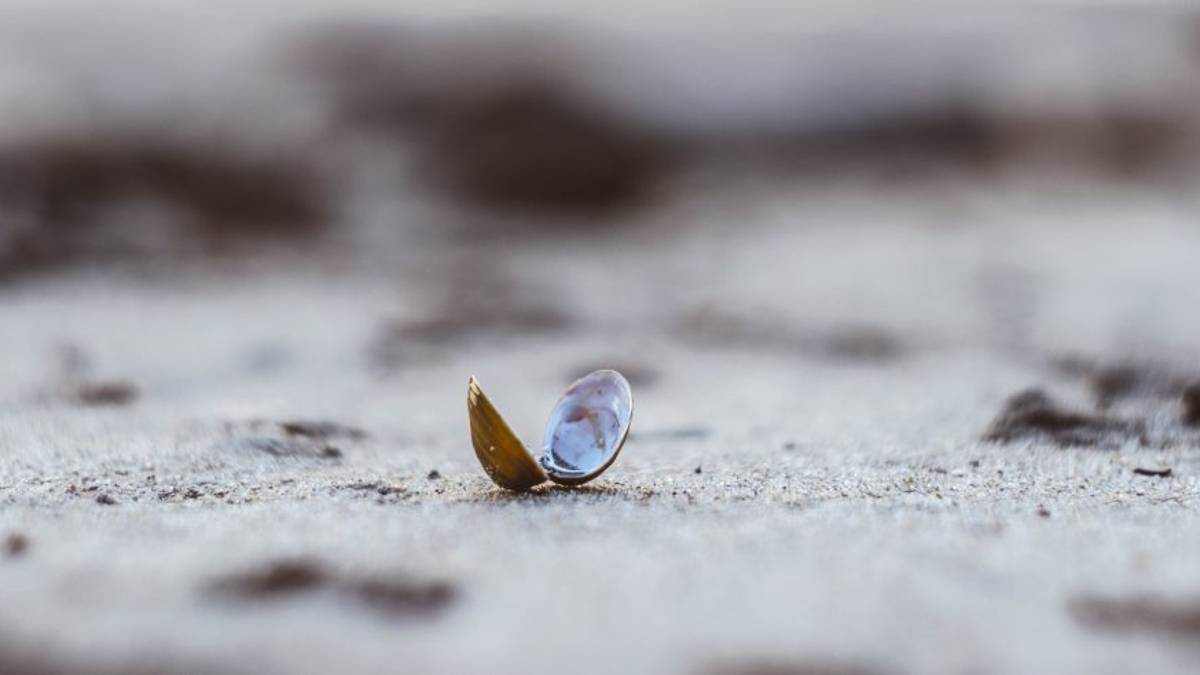 Vongole piccole, a rischio la raccolta tra Ravenna e Rimini