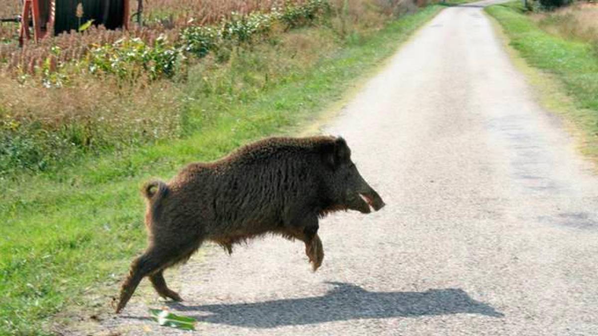 “In Emilia-Romagna circolano 80mila cinghiali”: l’allarme di Coldiretti