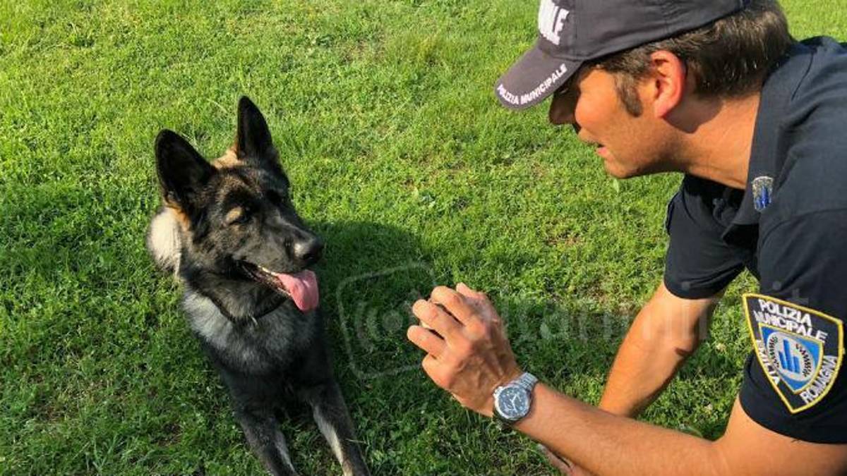 Faenza, parchi usati per lo spaccio, il cane Ziko stana tutti i nascondigli