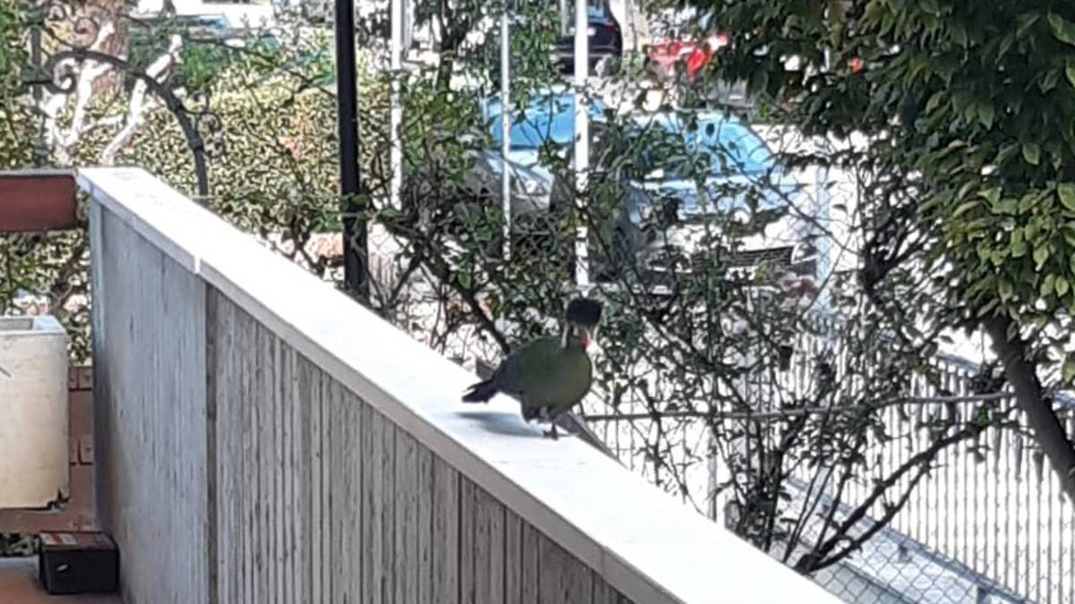 Dal Sudan alla Romagna: volatile esotico sperduto in centro a Cesena