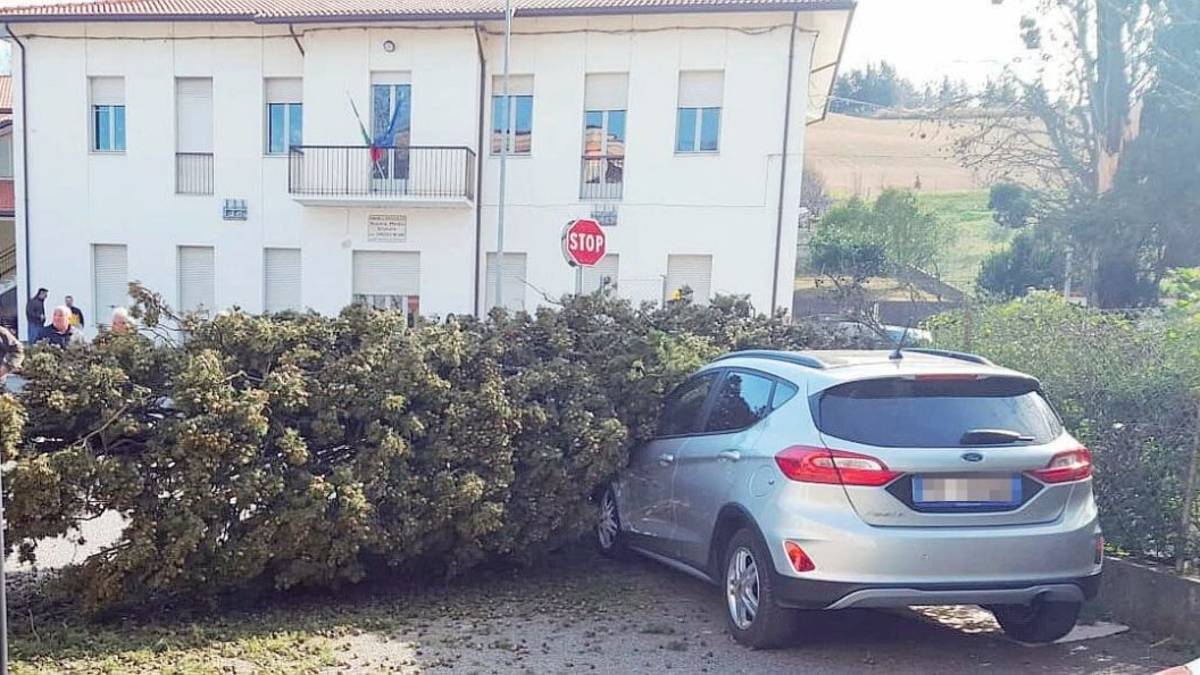 I cittadini devono potare gli alberi nelle loro proprietà