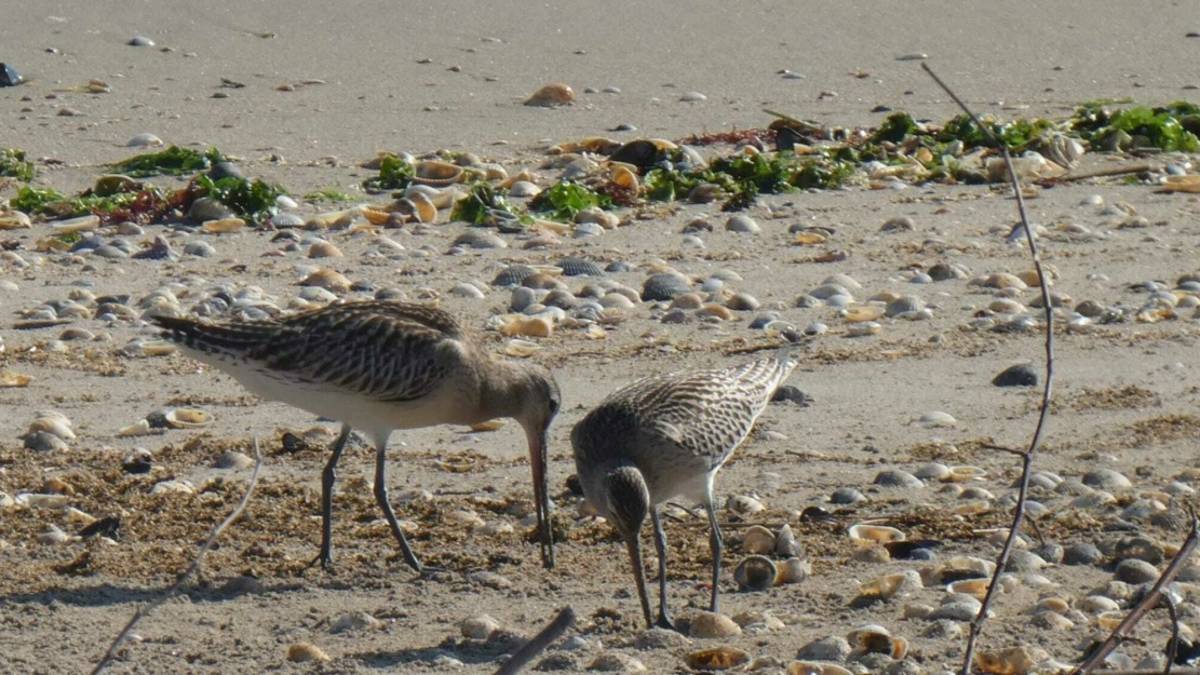 Ravenna, durante la pulizia della spiaggia di Lido di Dante spunta una coppia di Pittima minore