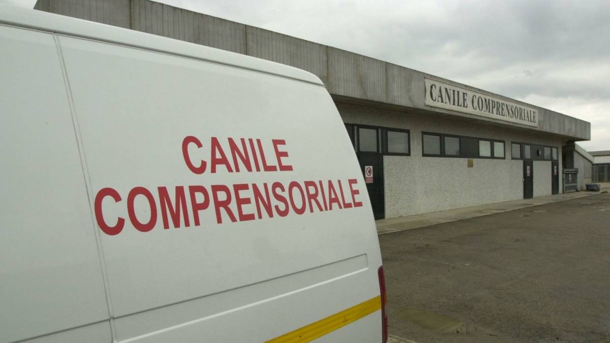 Predappio. Tenuti in serragli di fortuna: 15 cani portati in canile, tra loro molti cuccioli