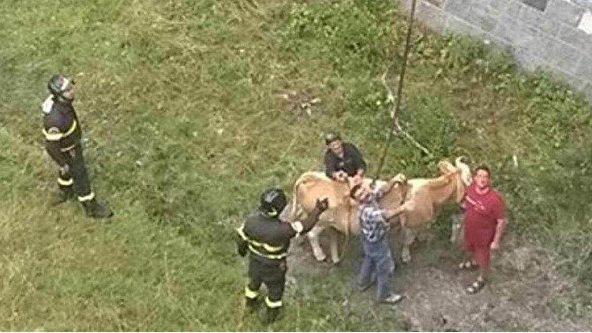 San Mauro: mucca in fuga dal macello finisce in trappola nel fiume