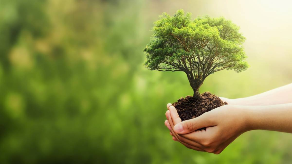 Piantati 200 alberi tra Cesena e Ravenna: iniziativa di Agecredit