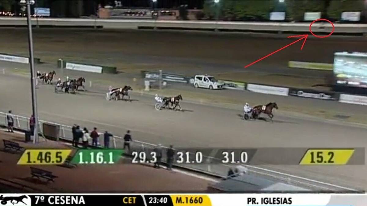 Cesena, cavallo muore in pista all'ippodromo. Proteste: Troppe corse