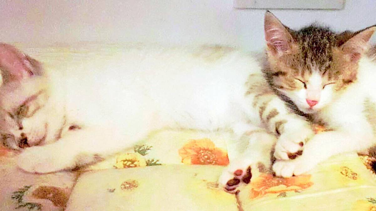 Timo ha perso la vista ma a vegliarlo ci pensa la sorellina