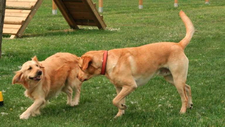 Castel San Pietro Terme, più tutele per gli animali