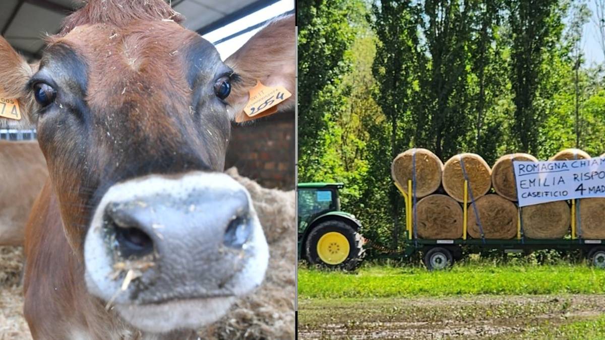 Conselice, 350 tra mucche e vitelli in salvo alla Cab Massari: decisivo l'intervento del 4 Madonne di Modena