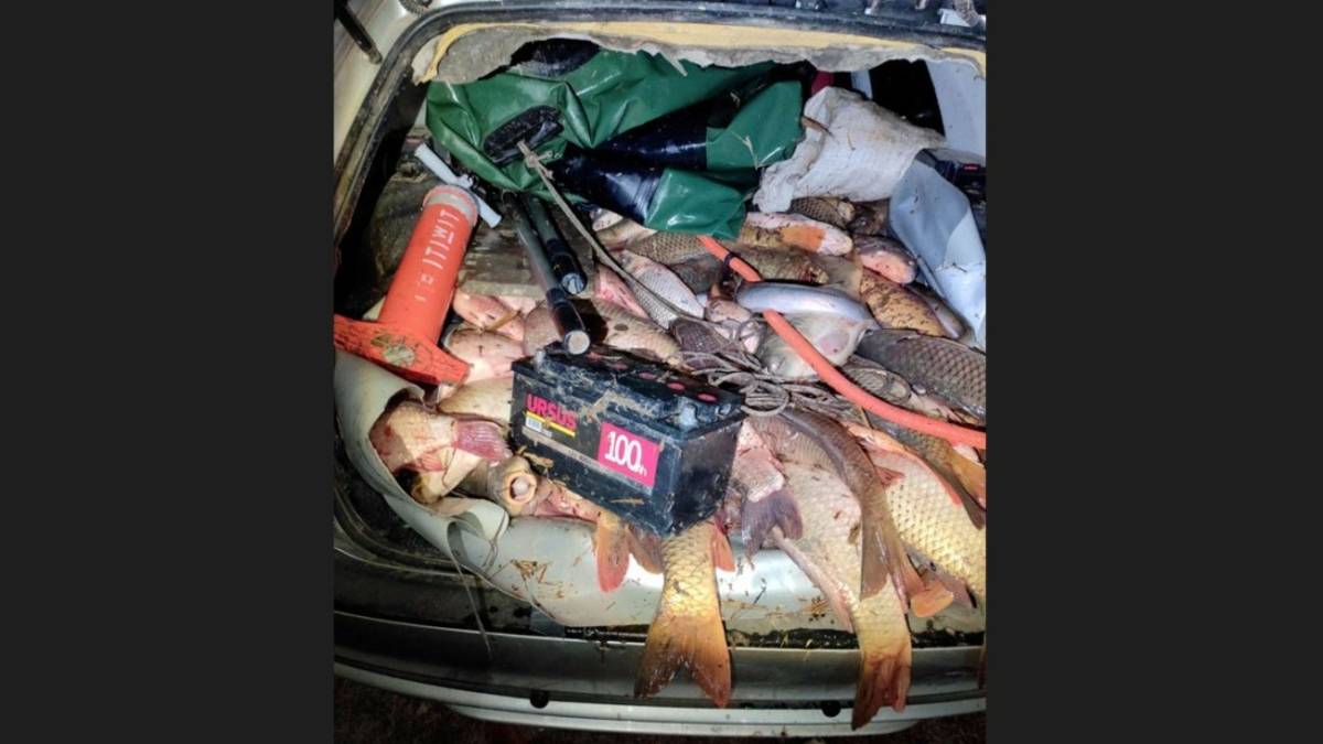 Bracconieri di Fusignano con mezza tonnellata di pesce: usavano un elettrostorditore