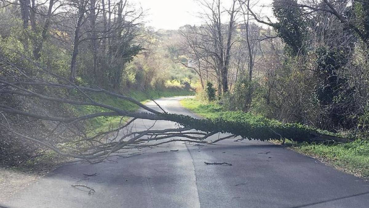 A Rimini le raffiche di vento abbattono gli alberi, decine gli interventi