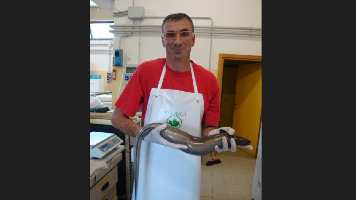 Da Cesenatico l'app mondiale che individua le anguille fertili