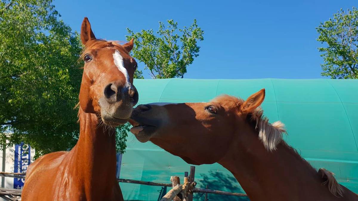Imola. Istruttore di equitazione nasconde un milione al fisco