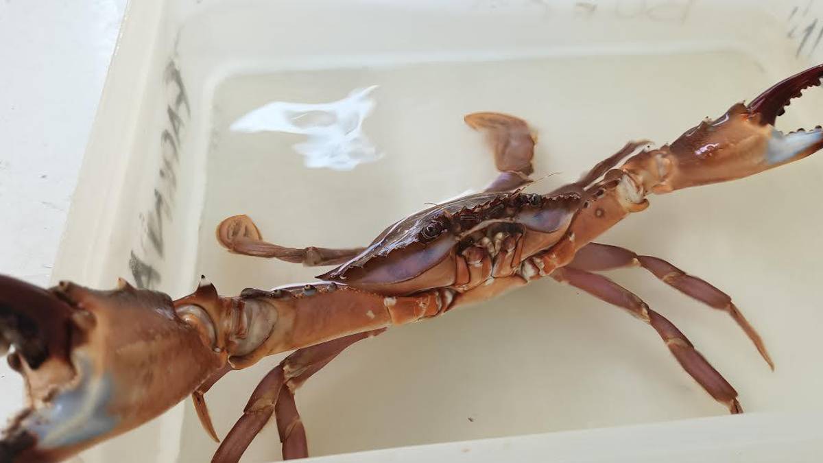 Nel mare Adriatico arrivano pesci e granchi tropicali