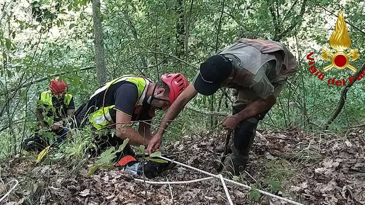 Mercato Saraceno: salvati in una scarpata due cani da caccia